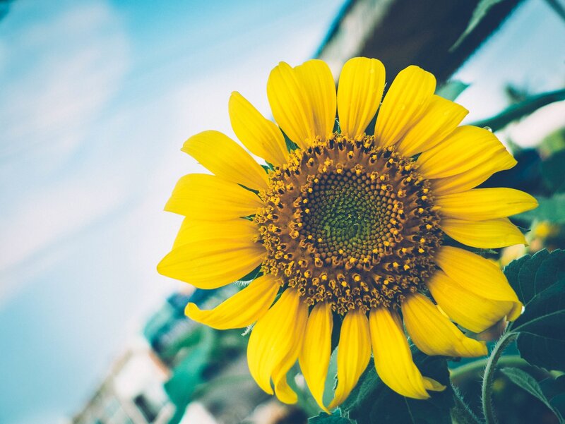 Sunflower in the sky