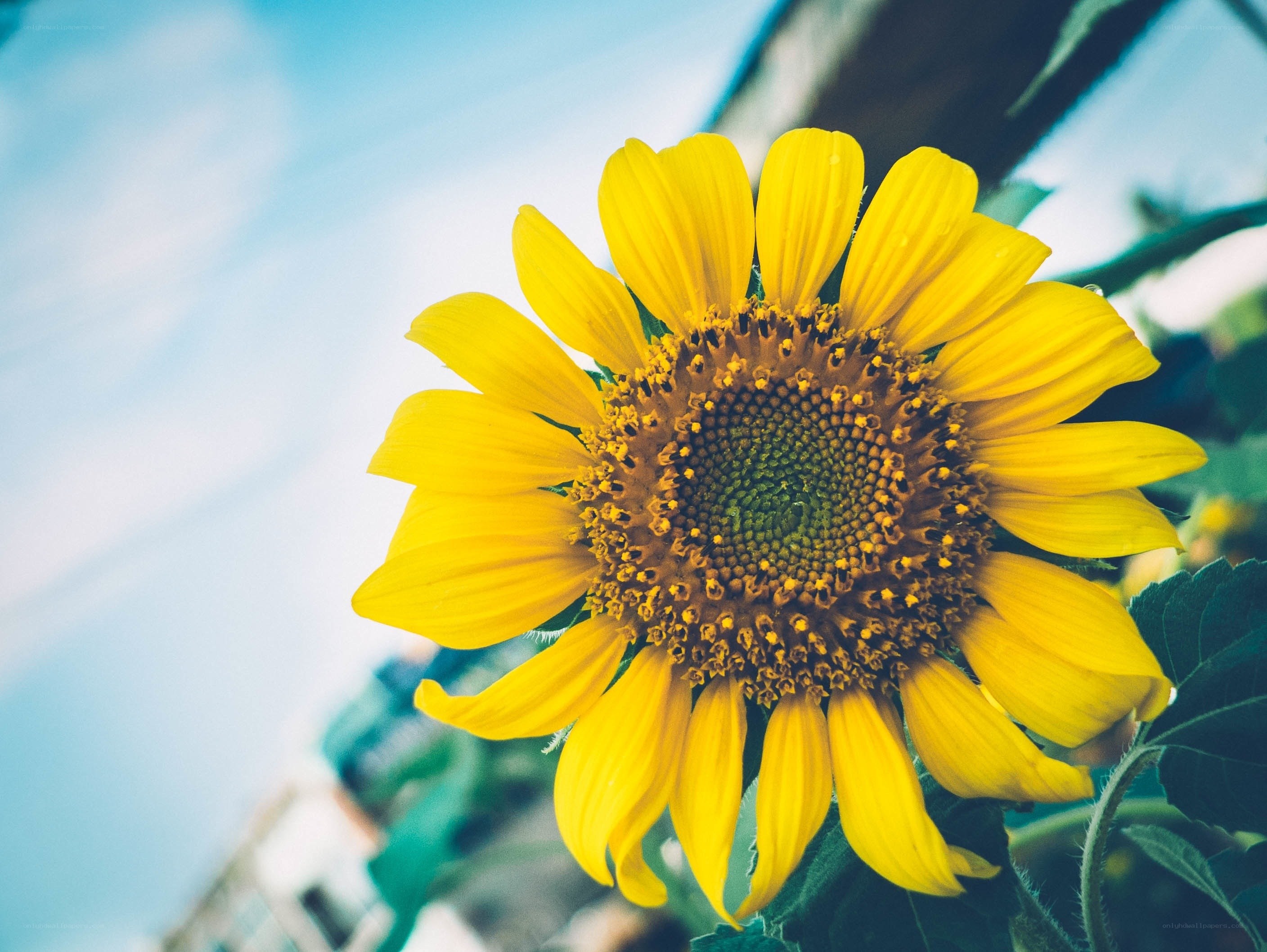 Sunflower in the sky