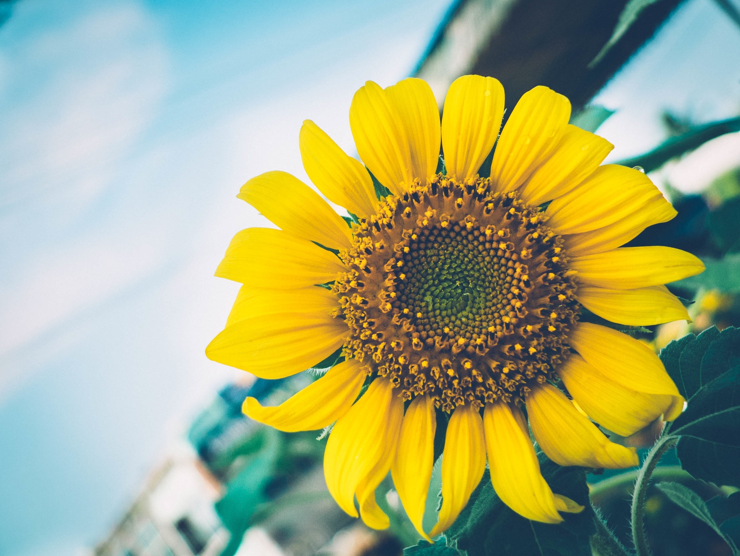 Sunflower in the sky