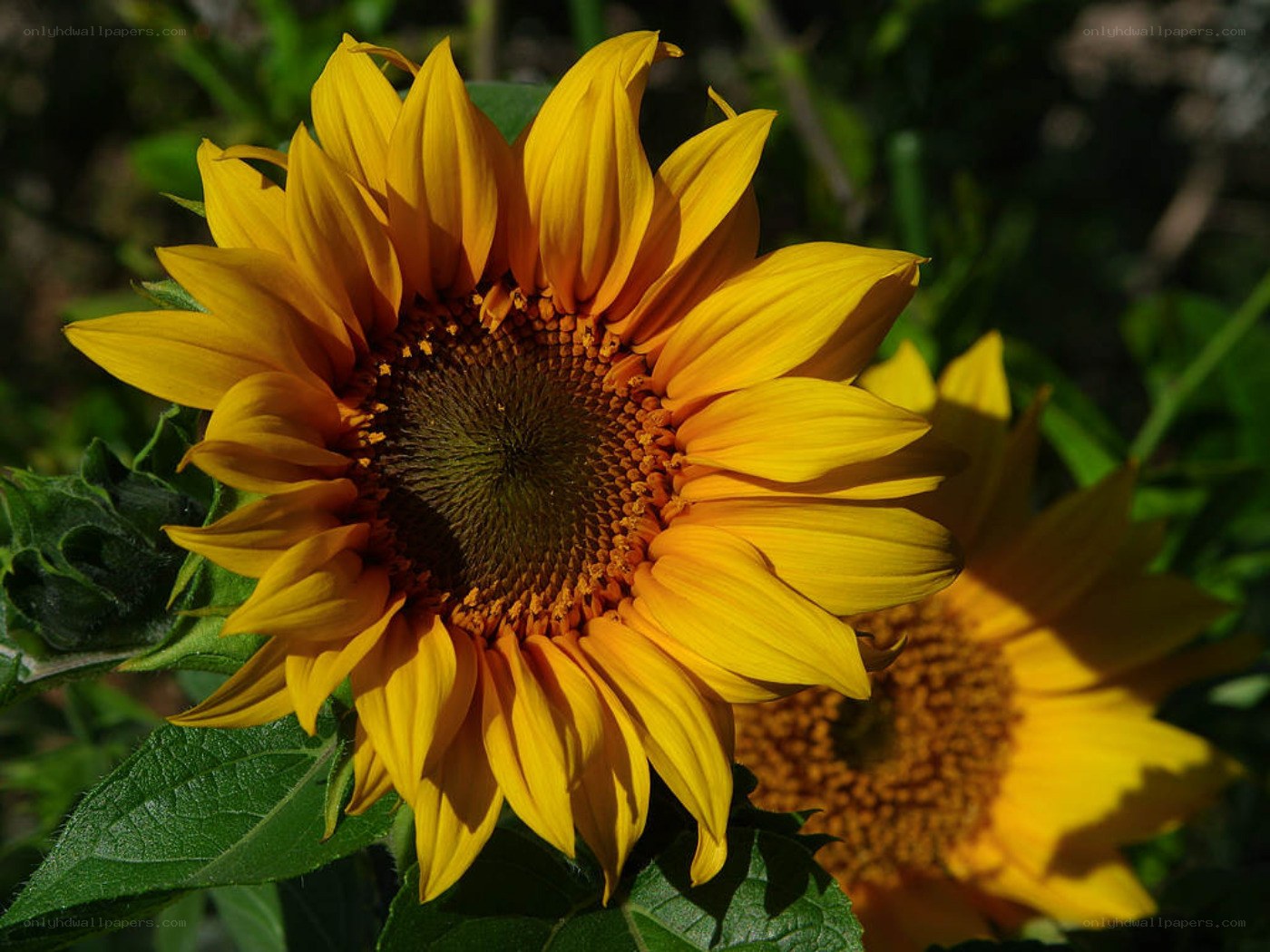 Sunflower in the sunlight