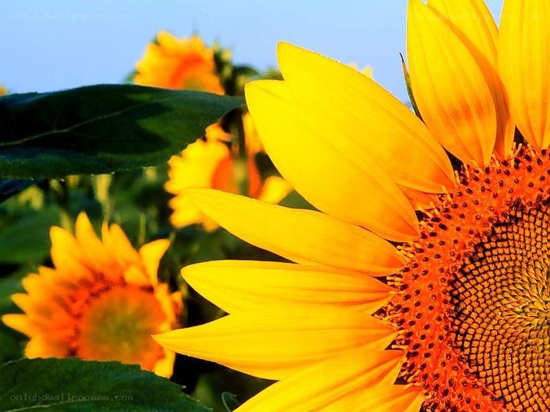 Sunflower in the sunlight