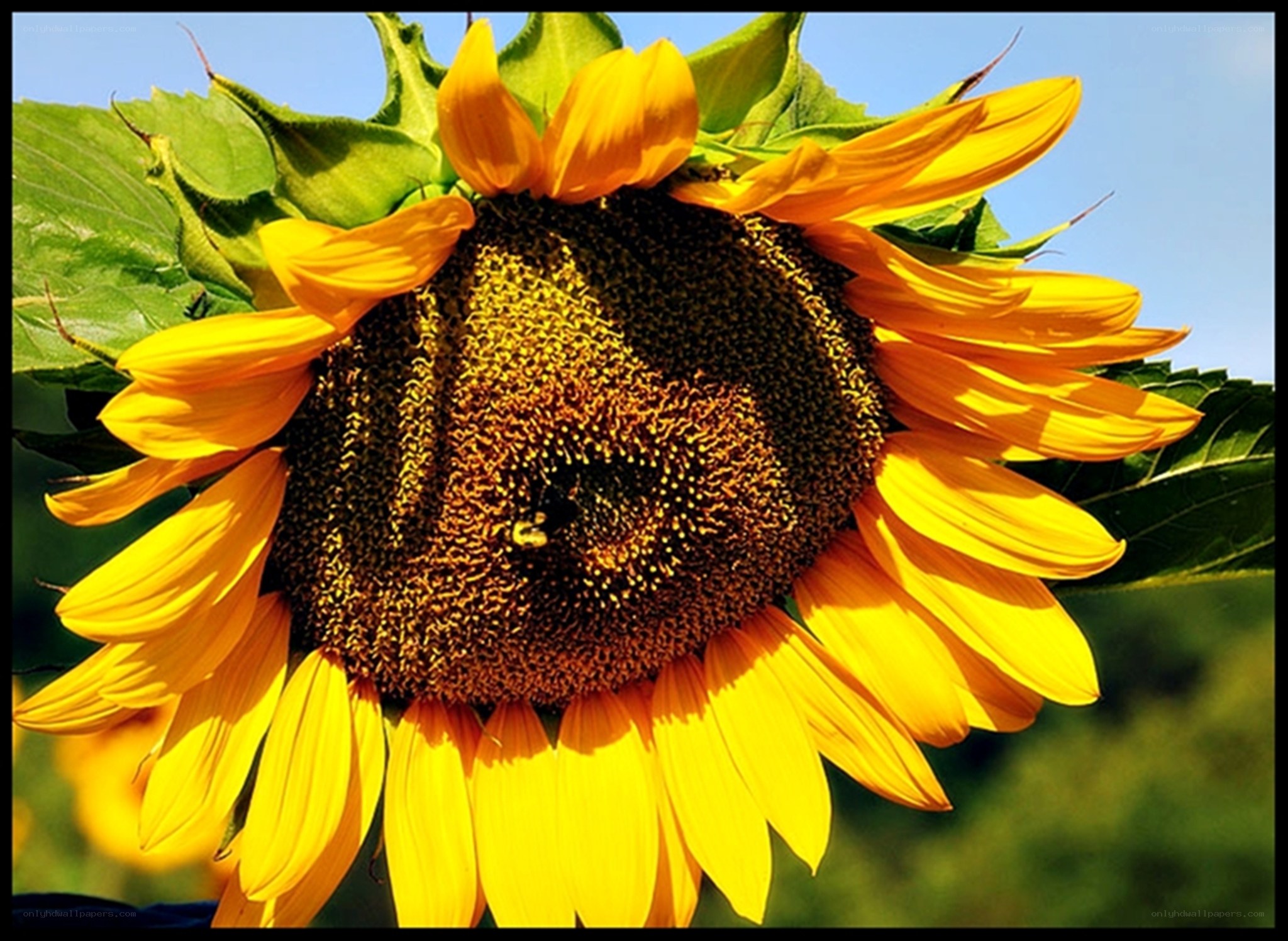 Sunflower in the sunlight