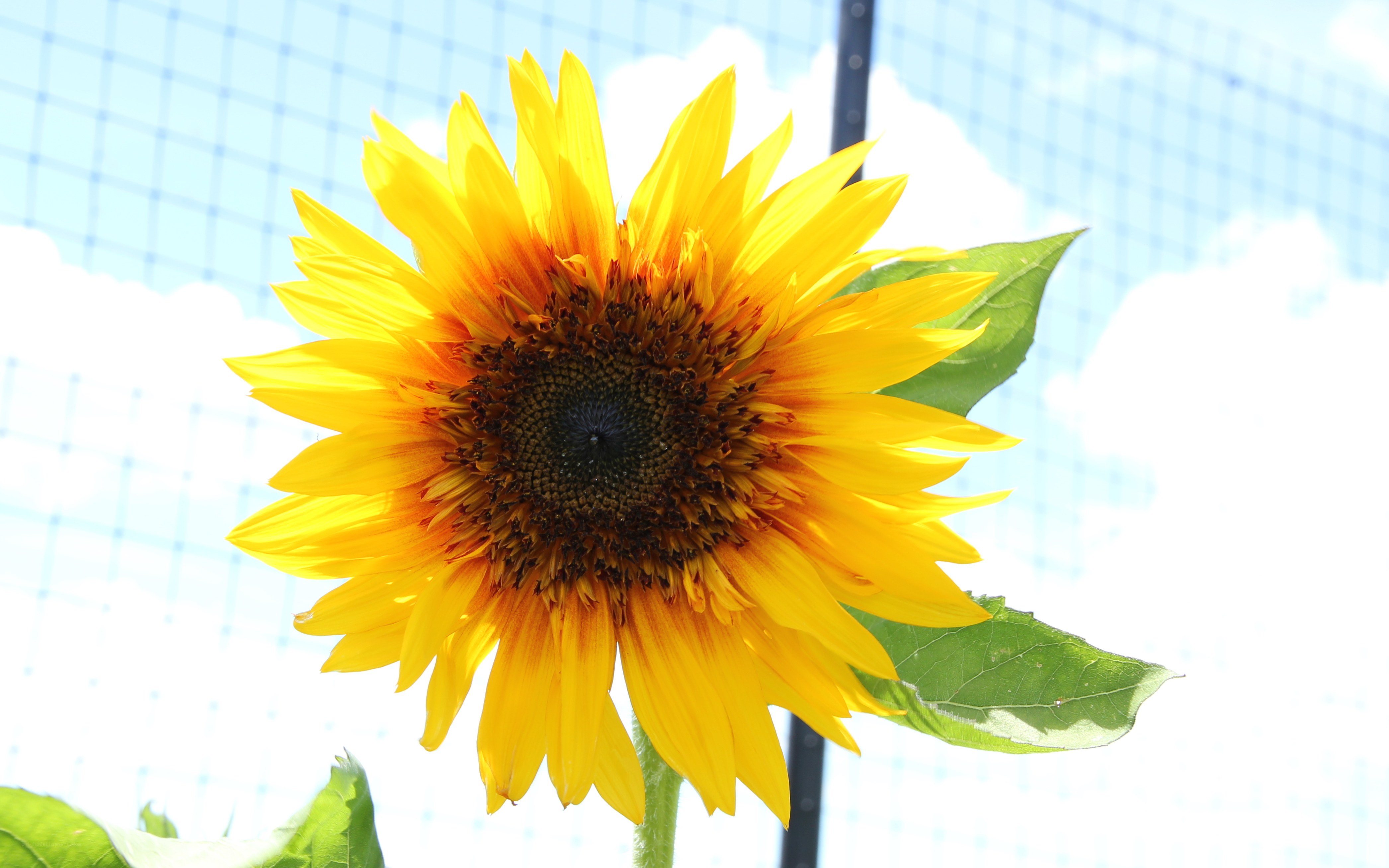 Sunflower in the sunlight