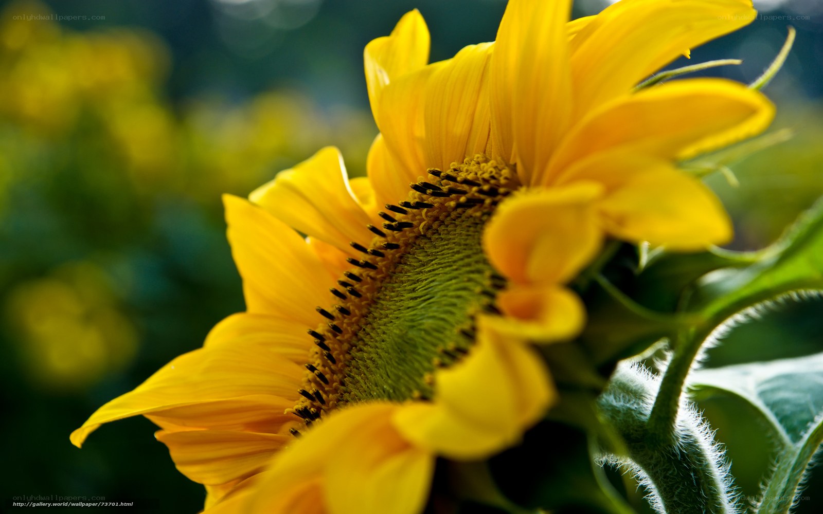 Sunflower in the Sunlight