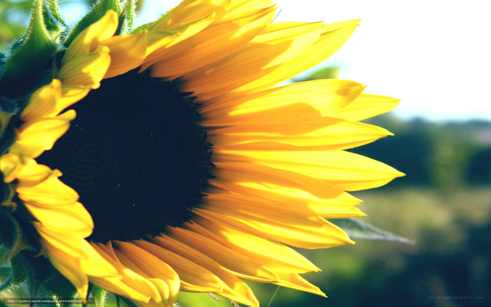 Sunflower in the sunlight