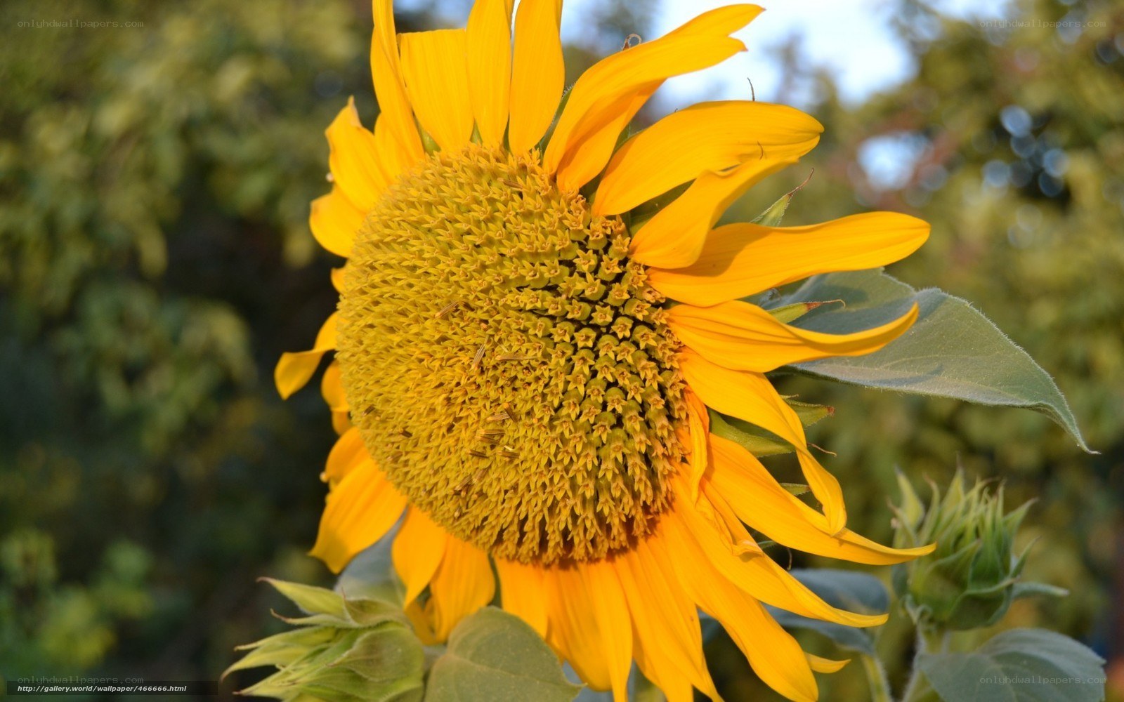 Sunflower in the sunlight
