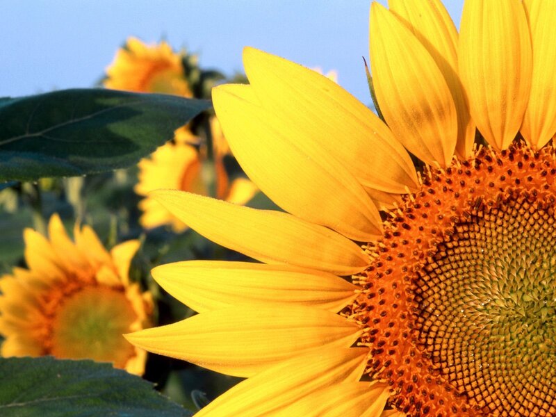 Sunflower in the sunlight