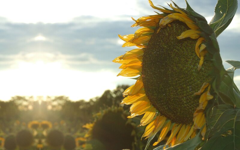 Sunflower in the sunset