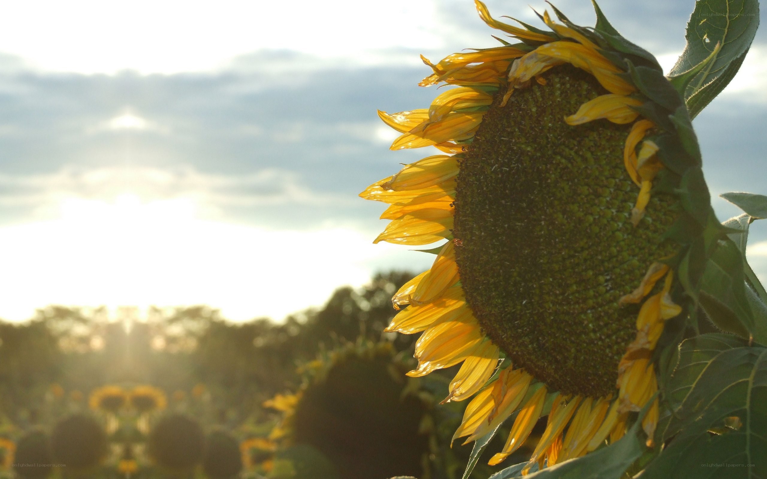 Sunflower in the sunset