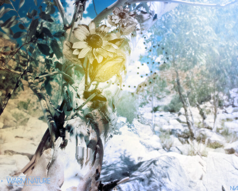 Sunflower in Tree