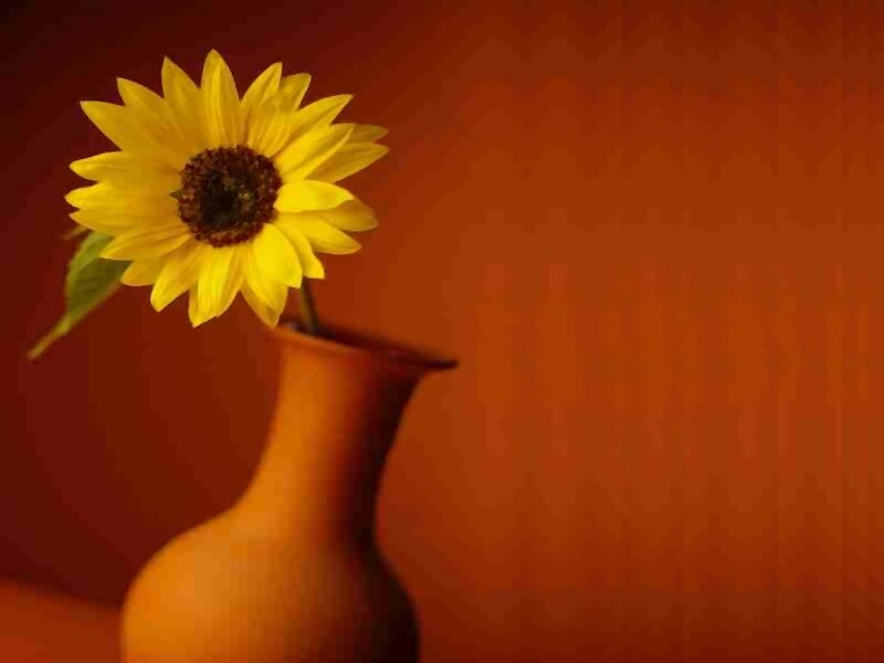 Sunflower in Vase