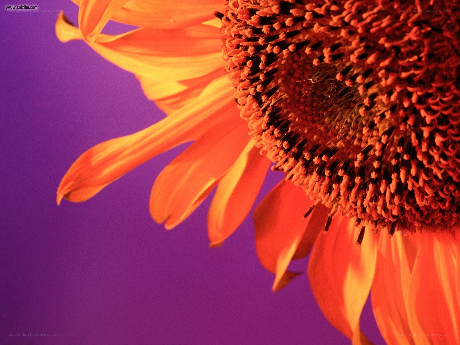 Sunflower in vibrant colors