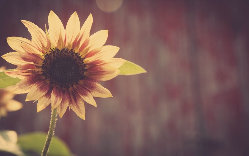 Sunflower in warm light
