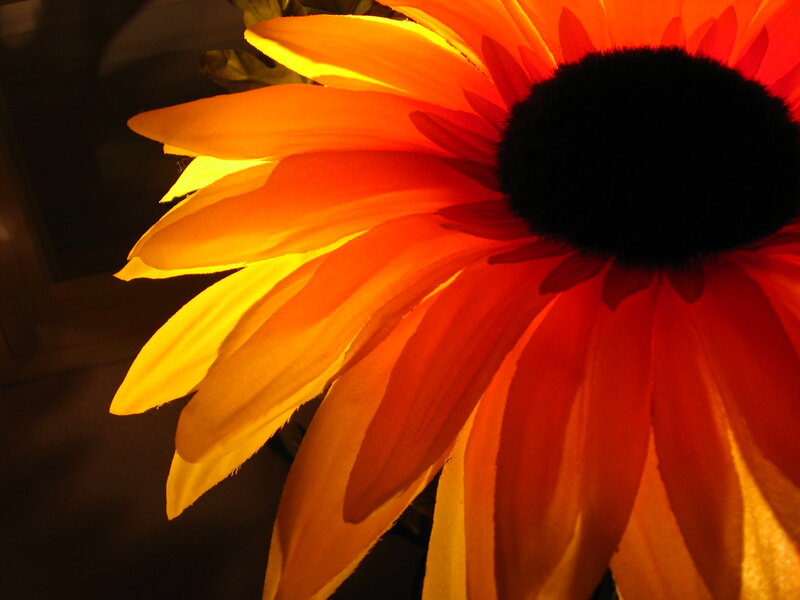 Sunflower in warm light