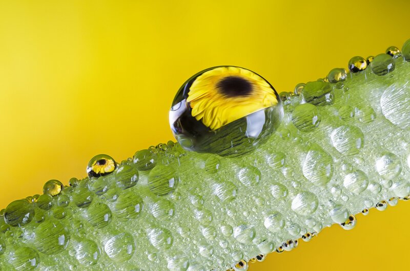 Sunflower in Water Droplet