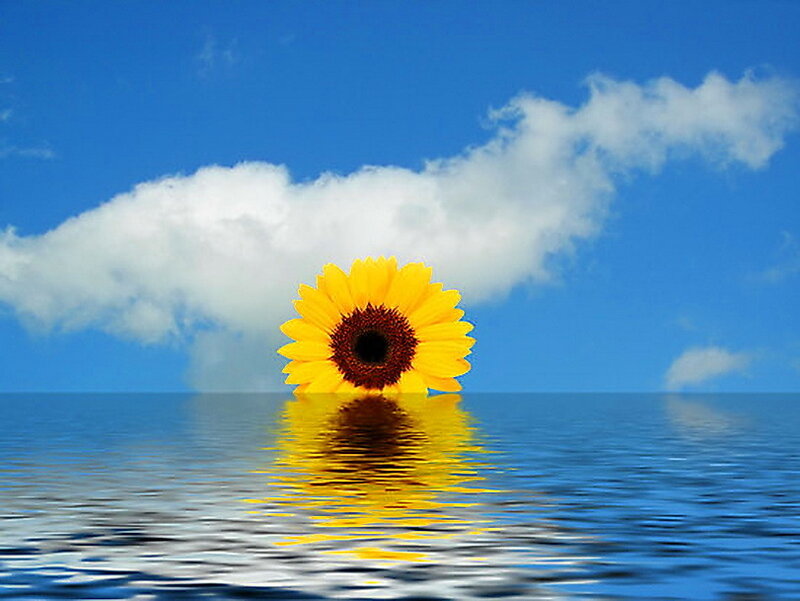 Sunflower in Water