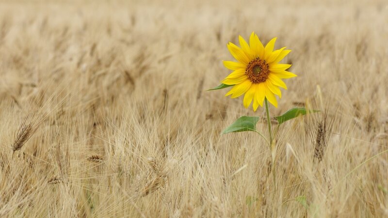 Sunflower in Wheat Field — Yellow, Serene, Afternoon, Photograph