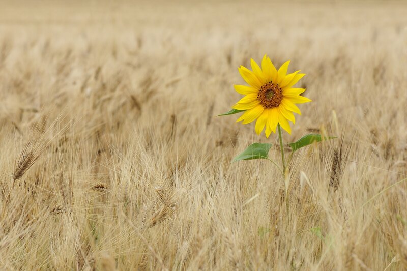 Sunflower in Wheat Field — Yellow, Serene, Afternoon