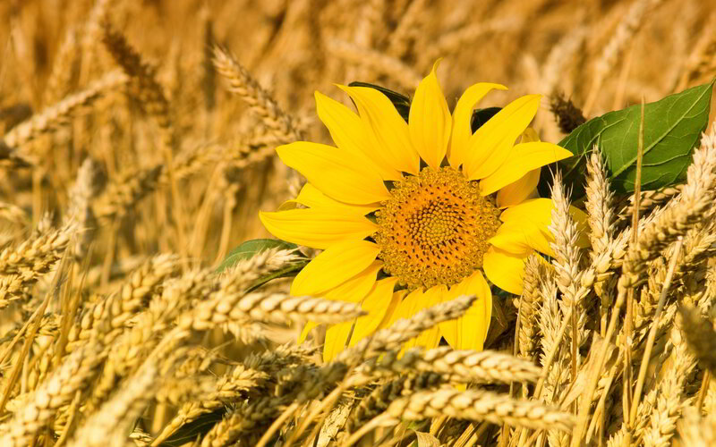 Sunflower in Wheat Field — Yellow, Serene