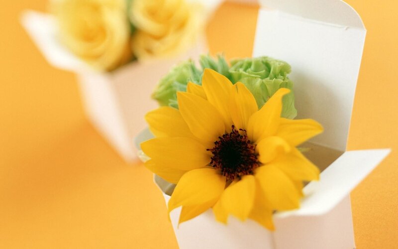 Sunflower in White Box