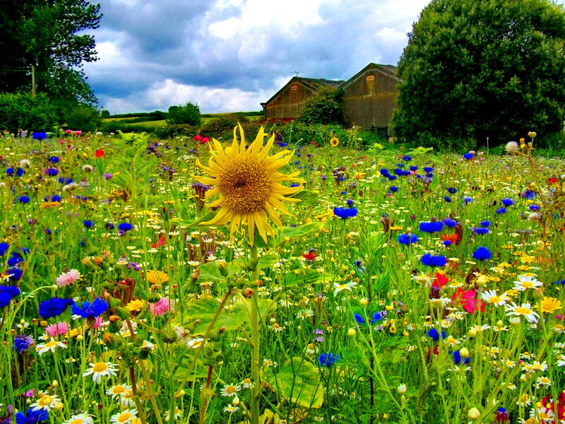 Sunflower in Wildflower Field