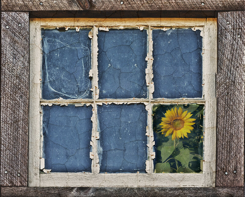 Sunflower in Window