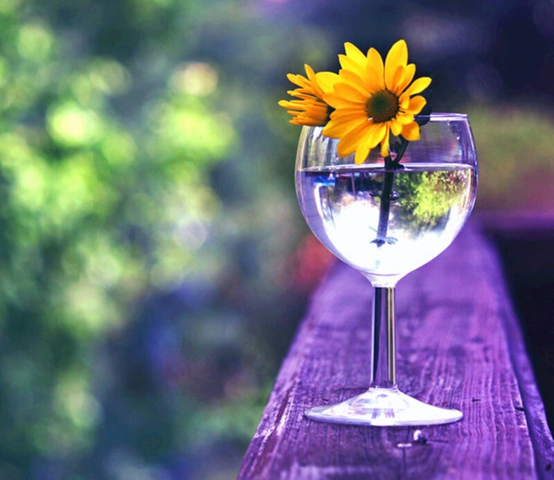 Sunflower in Wine Glass