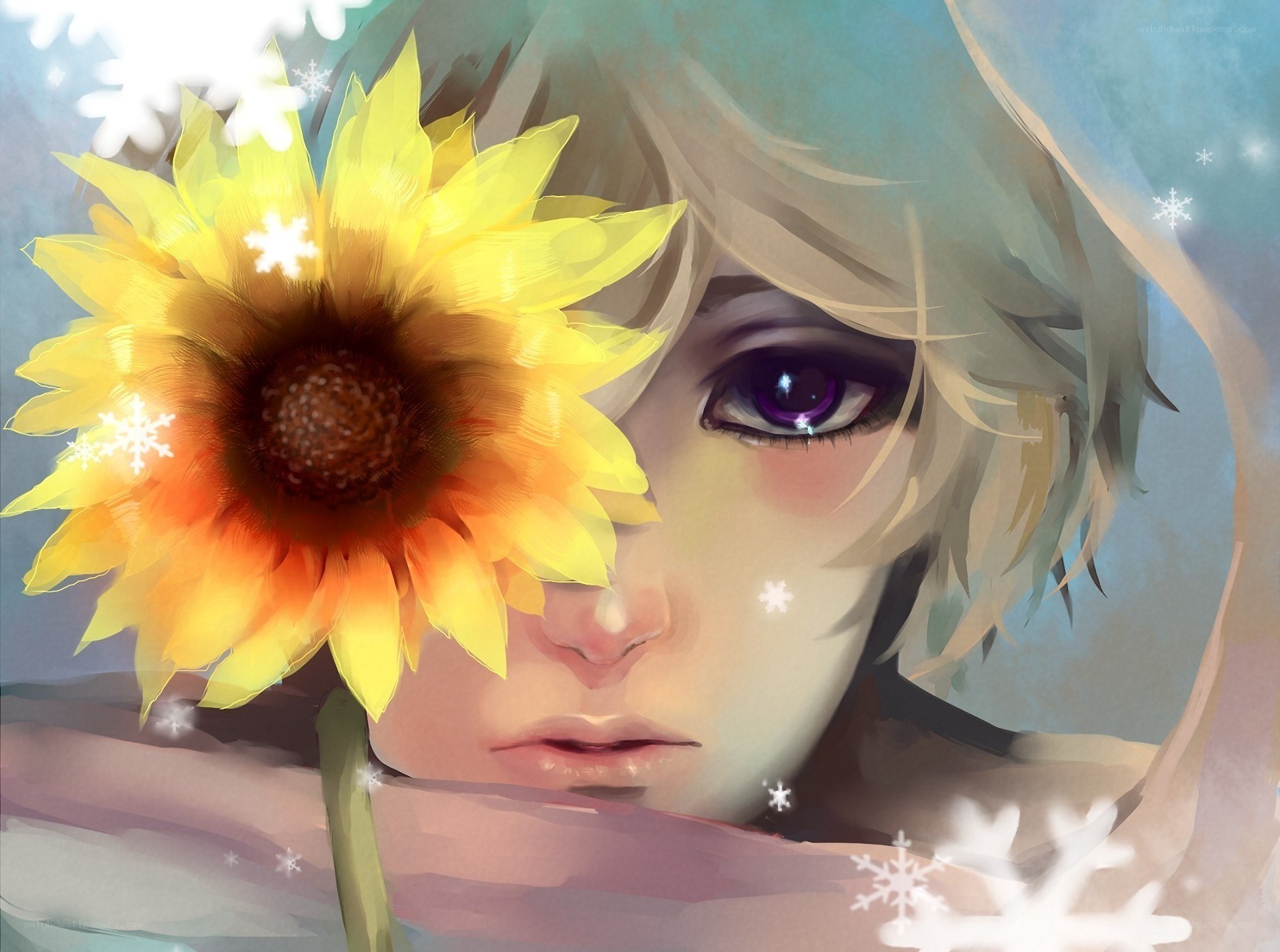 Sunflower in winter