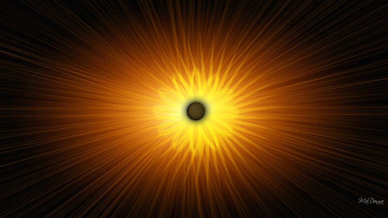 Sunflower light burst