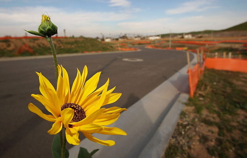 Sunflower on a construction site