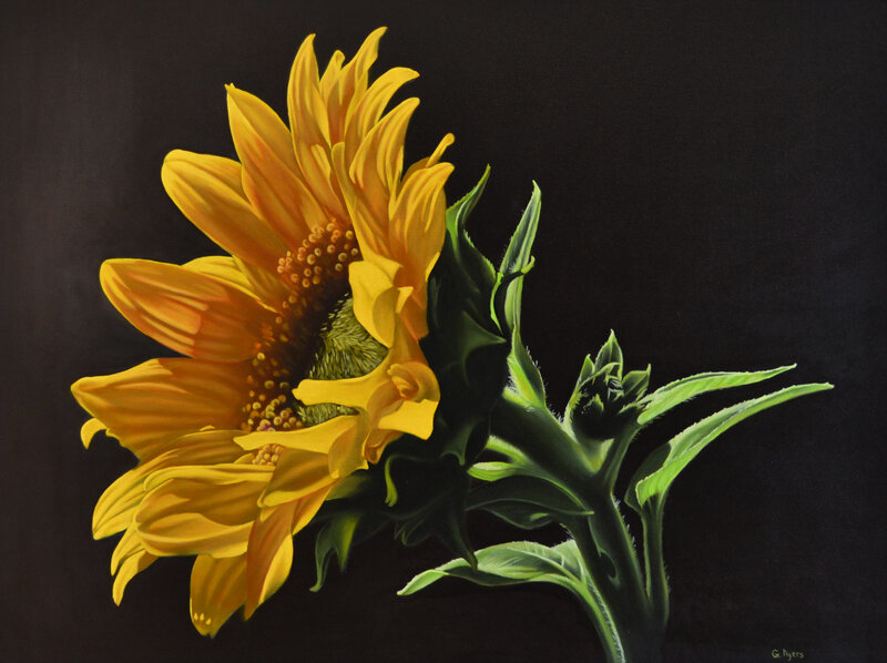 Sunflower on Black Background — Yellow, Dramatic, Painting