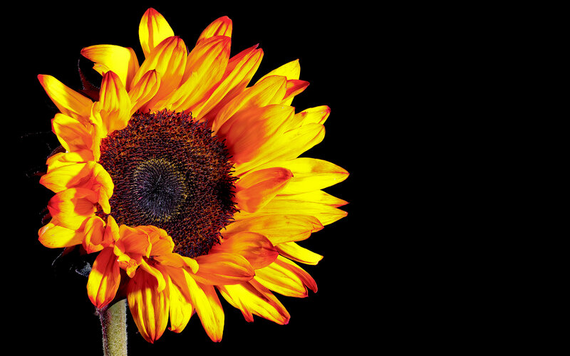 Sunflower on Black Background — Yellow, Dramatic, Photograph, Black Background