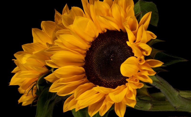 Sunflower on Black Background — Yellow, Dramatic, Photograph, Green Leaves