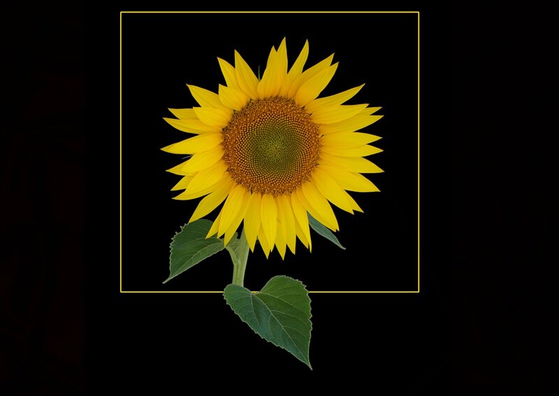 Sunflower on Black Background — Yellow, Dramatic, Photograph, Stem, Leaves