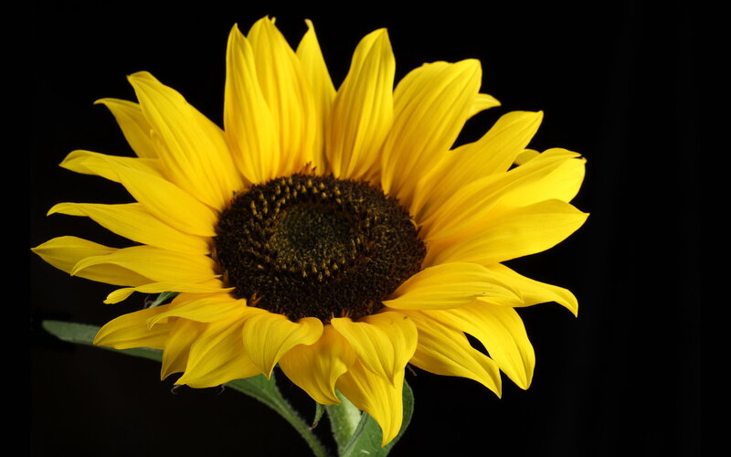 Sunflower on Black Background — Yellow, Dramatic, Photograph, Stem, Petals