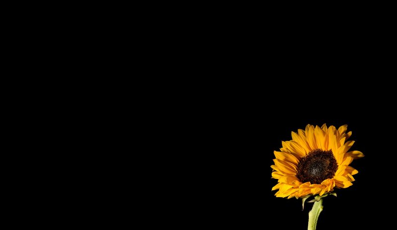 Sunflower on Black Background — Yellow, Dramatic, Photograph