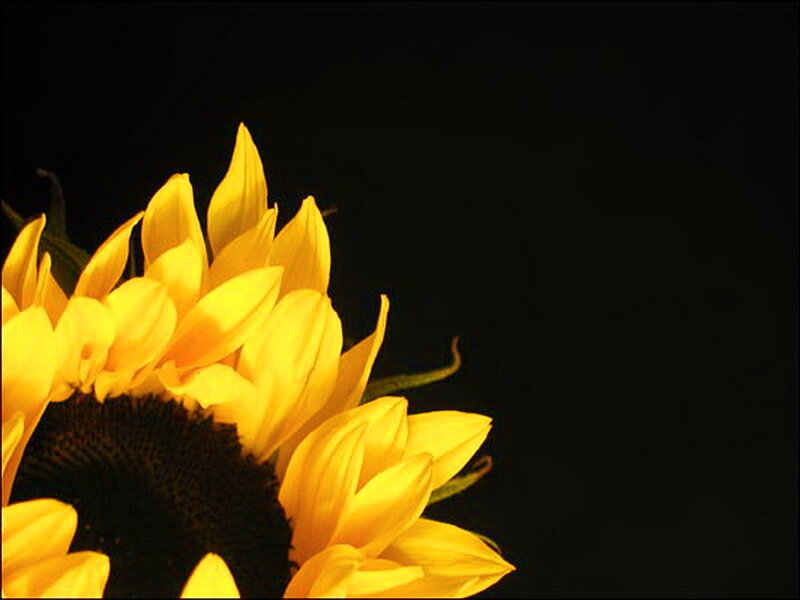Sunflower on Black Background — Yellow, Dramatic
