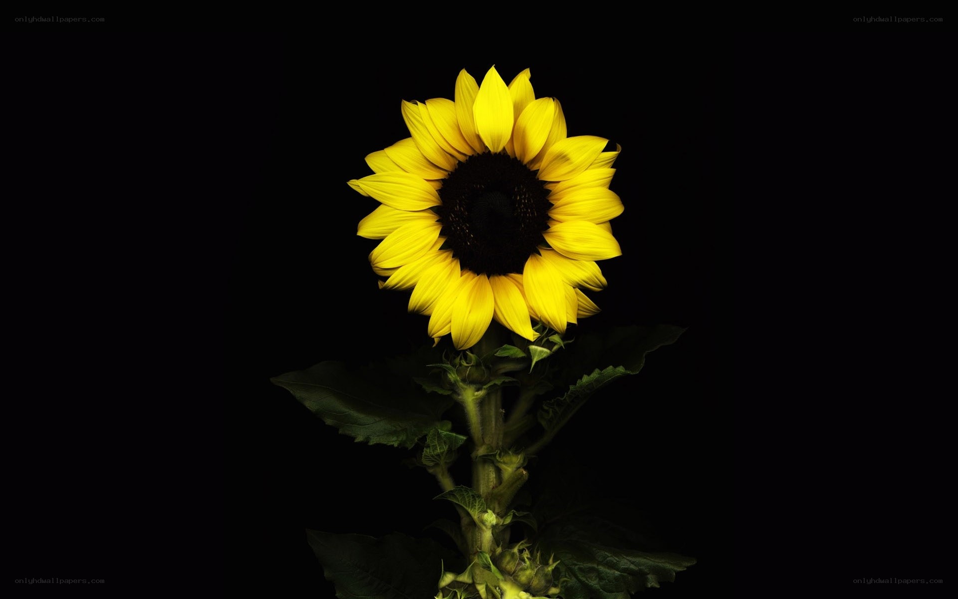 Sunflower on black background