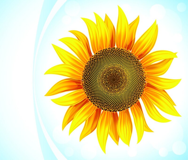 Sunflower on Blue Background