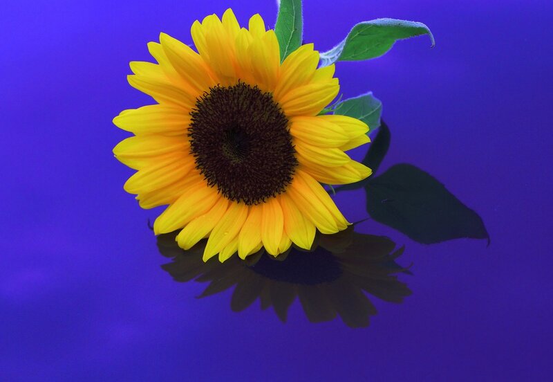 Sunflower on Blue Surface