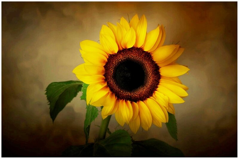 Sunflower on Brown Background