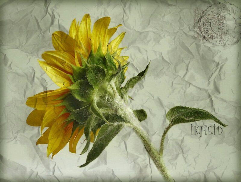 Sunflower on Crumpled Paper