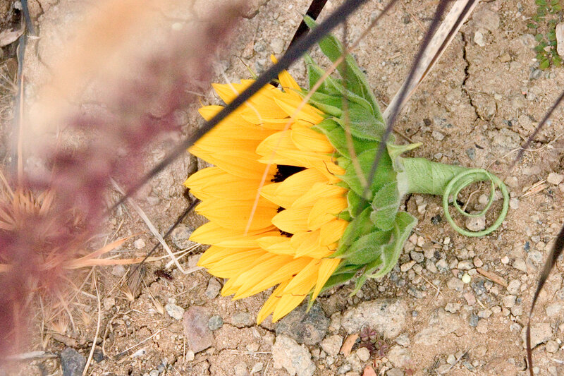 Sunflower on Ground