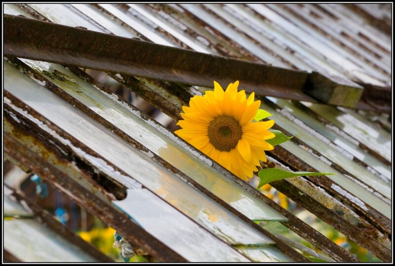 Sunflower on Metal Roof