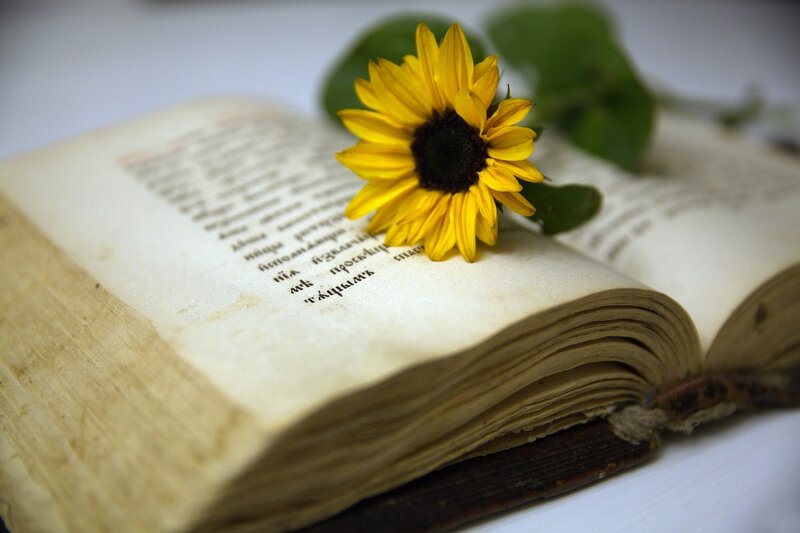 Sunflower on Open Book