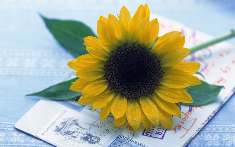 Sunflower on Postcard