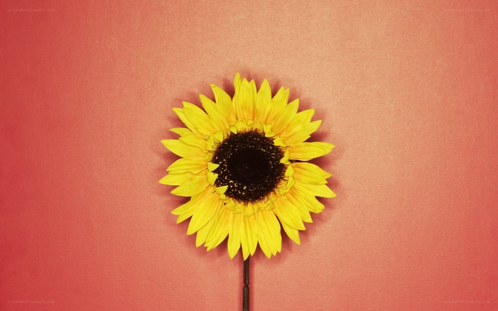 Sunflower on red background