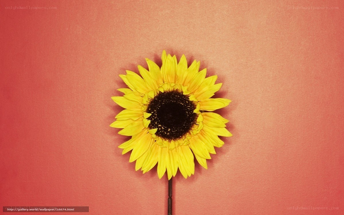 Sunflower on red background