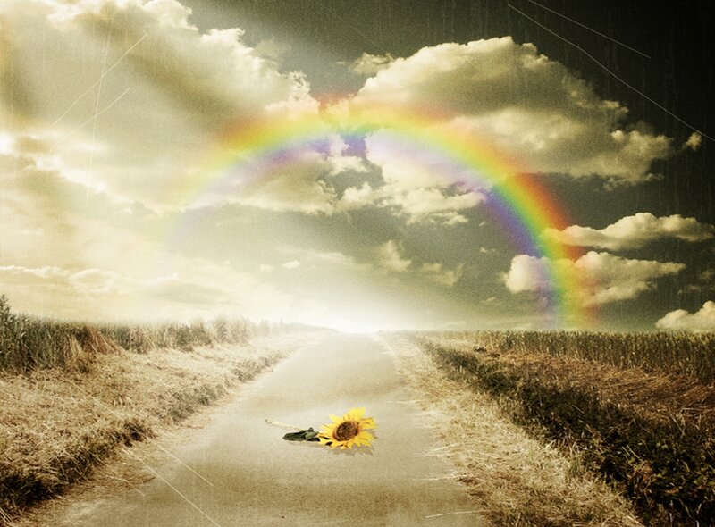 Sunflower on Road