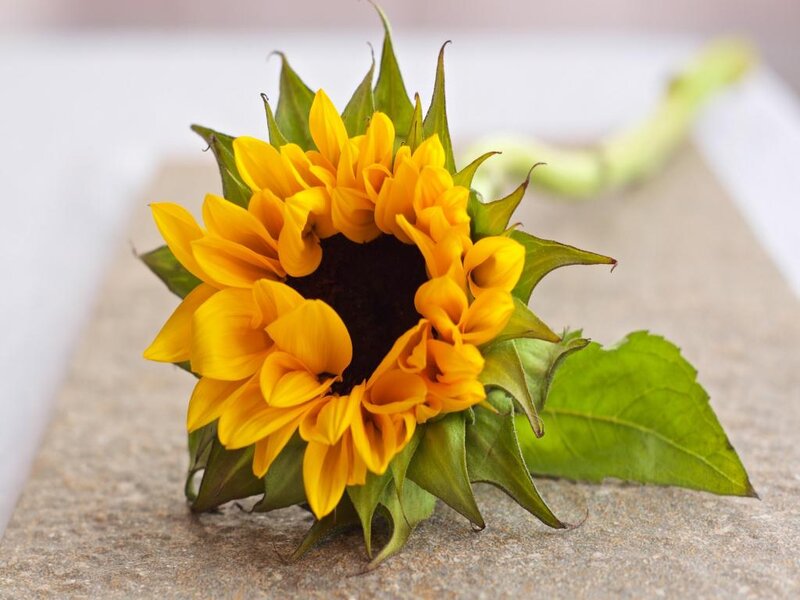 Sunflower on Stone Surface
